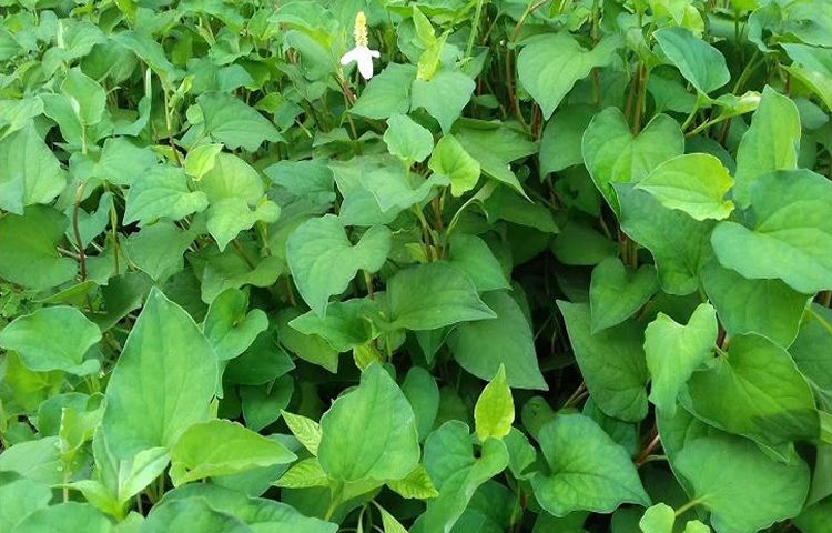 Diếp Cá (Ngư Tinh Thảo - Houttuynia cordata Thunb.)